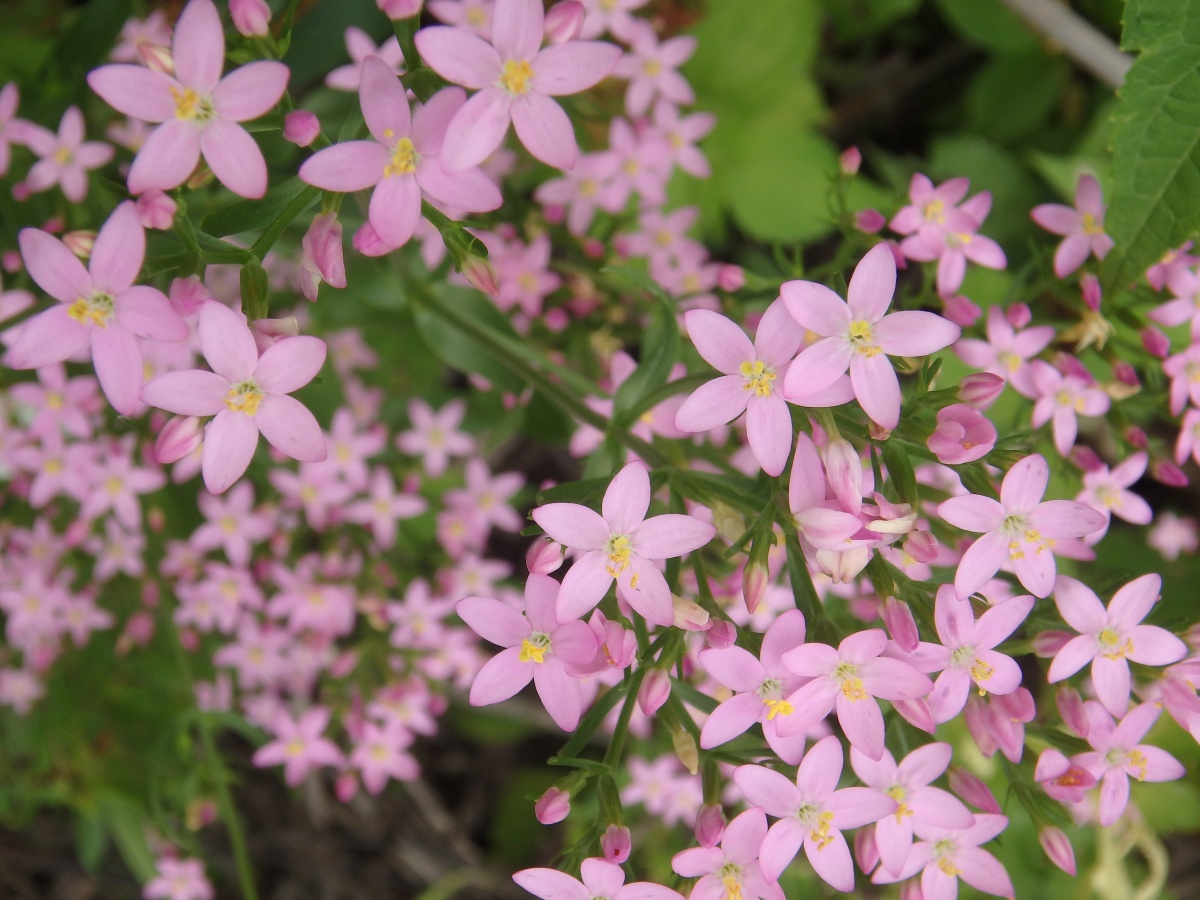 Some Flowers Evolved to be ‘Pretty in Pink’